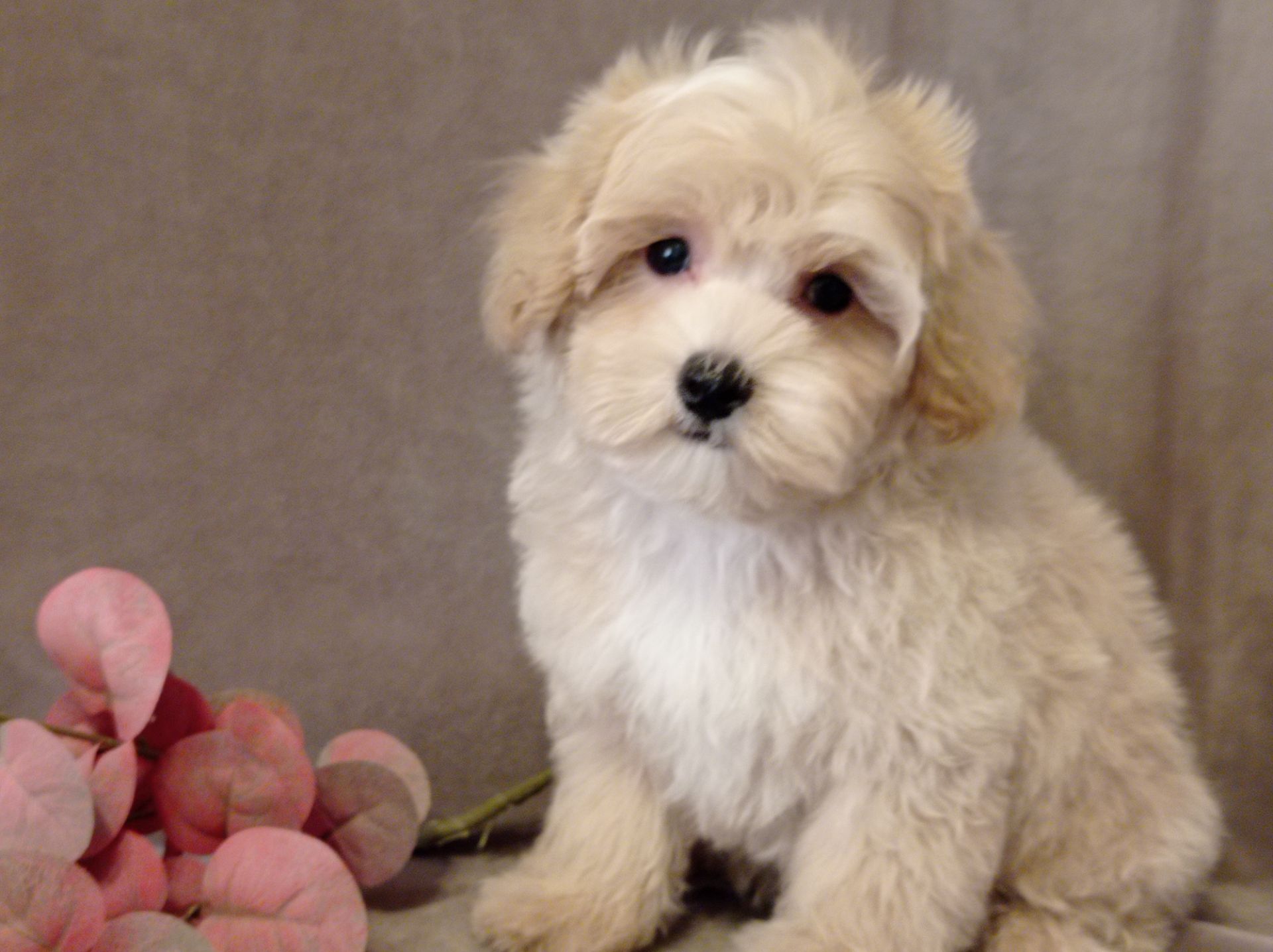 Мальчики мальтипу