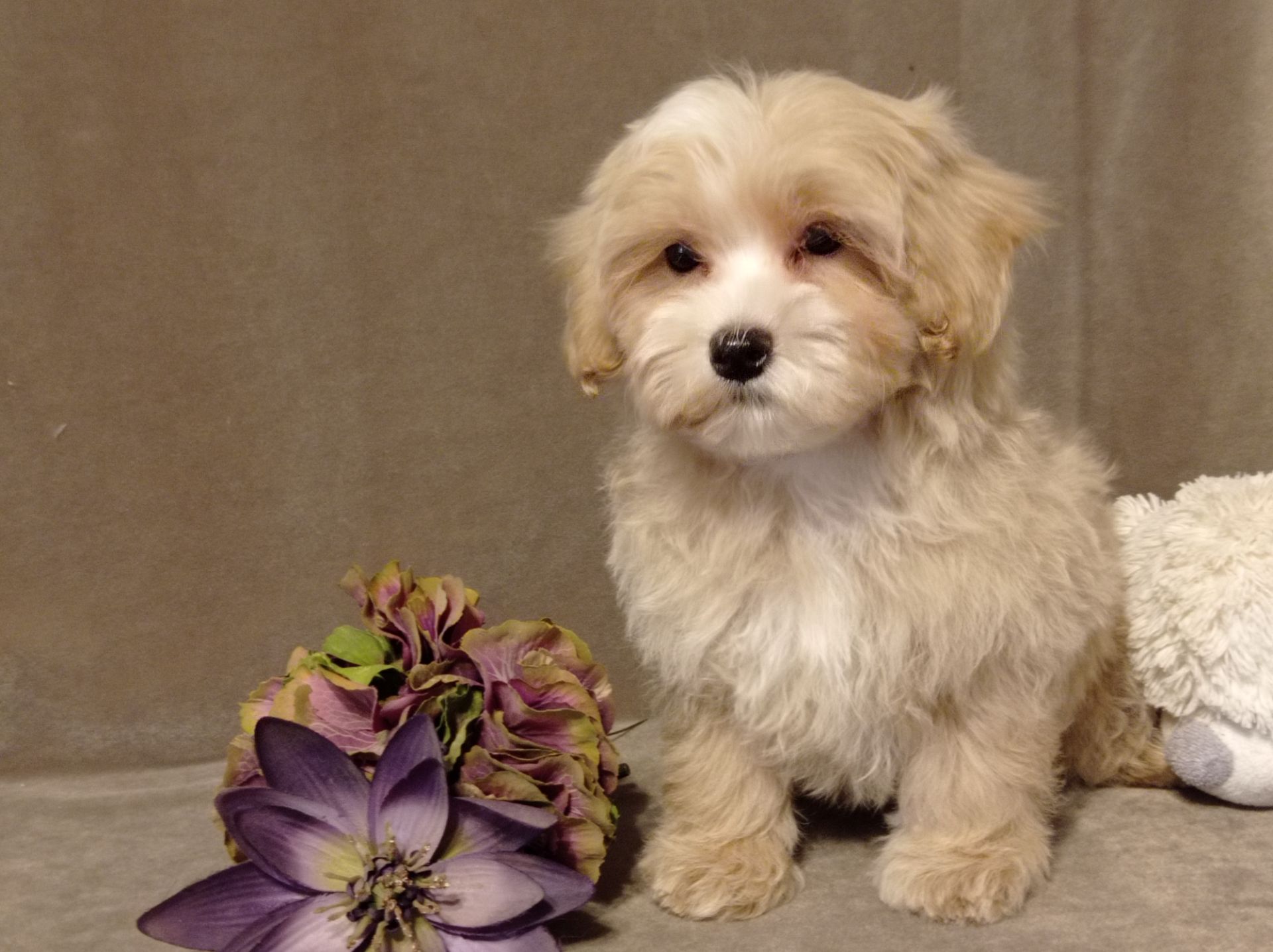 Мальчики мальтипу