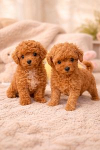 Той пудельки