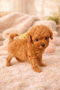 Той пудельки