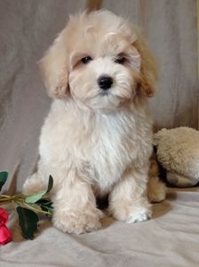 Мальчики мальтипу