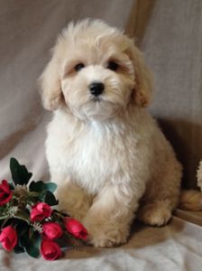 Мальчики мальтипу