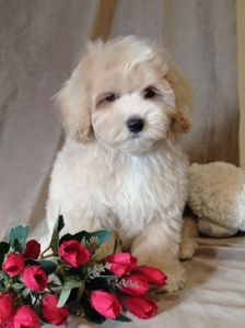 Мальчики мальтипу