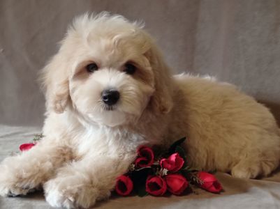 Мальчики мальтипу