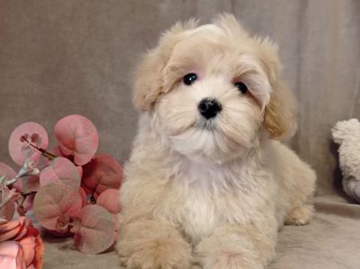 Мальчики мальтипу