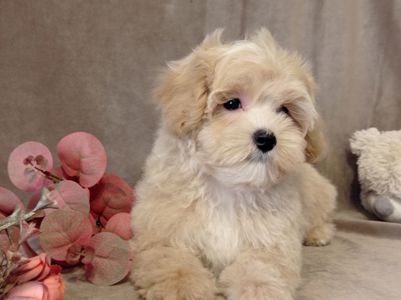 Мальчики мальтипу