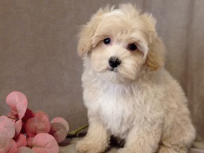 Мальчики мальтипу