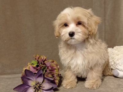 Мальчики мальтипу