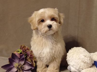 Мальчики мальтипу