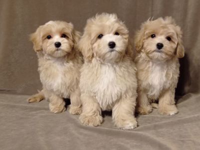 Мальчики мальтипу