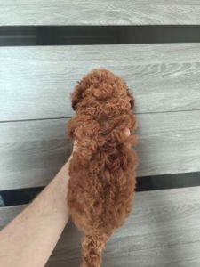 Хлопчик Той-пудель