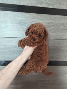 Хлопчик Той-пудель