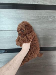 Хлопчик Той-пудель