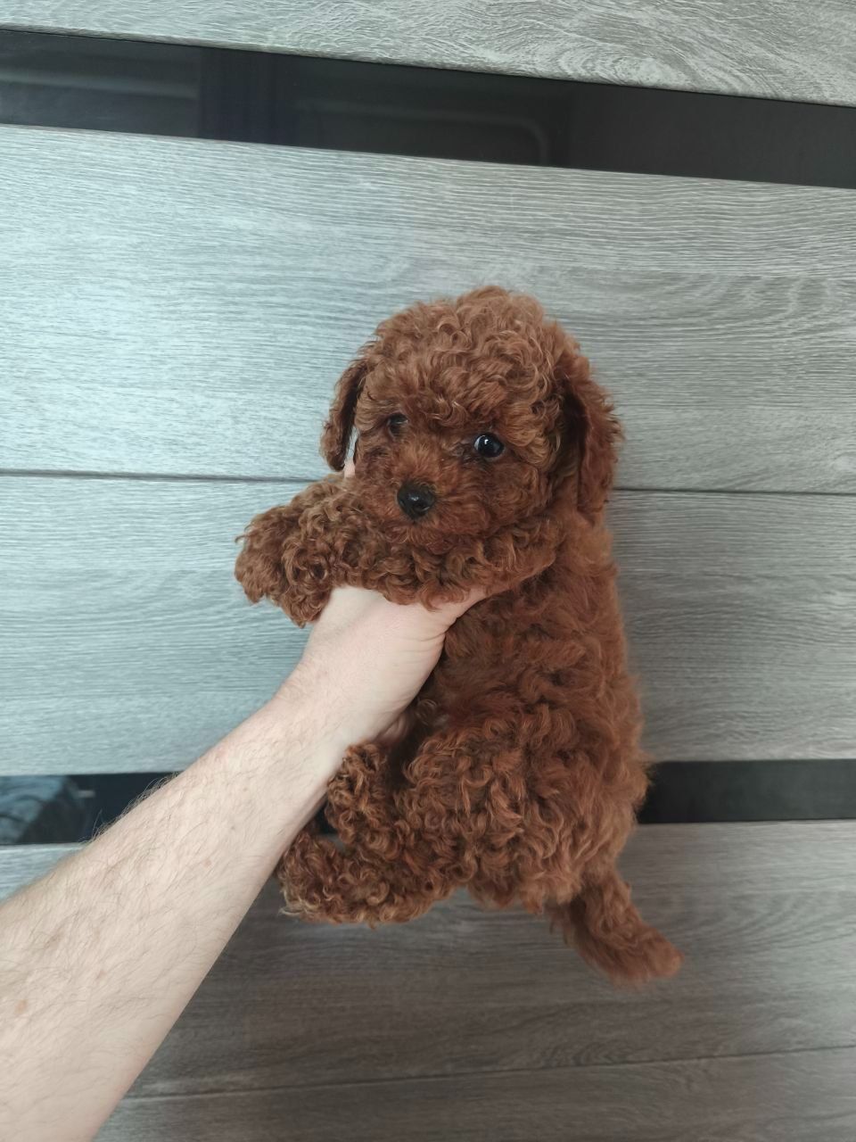 Хлопчик Той-пудель