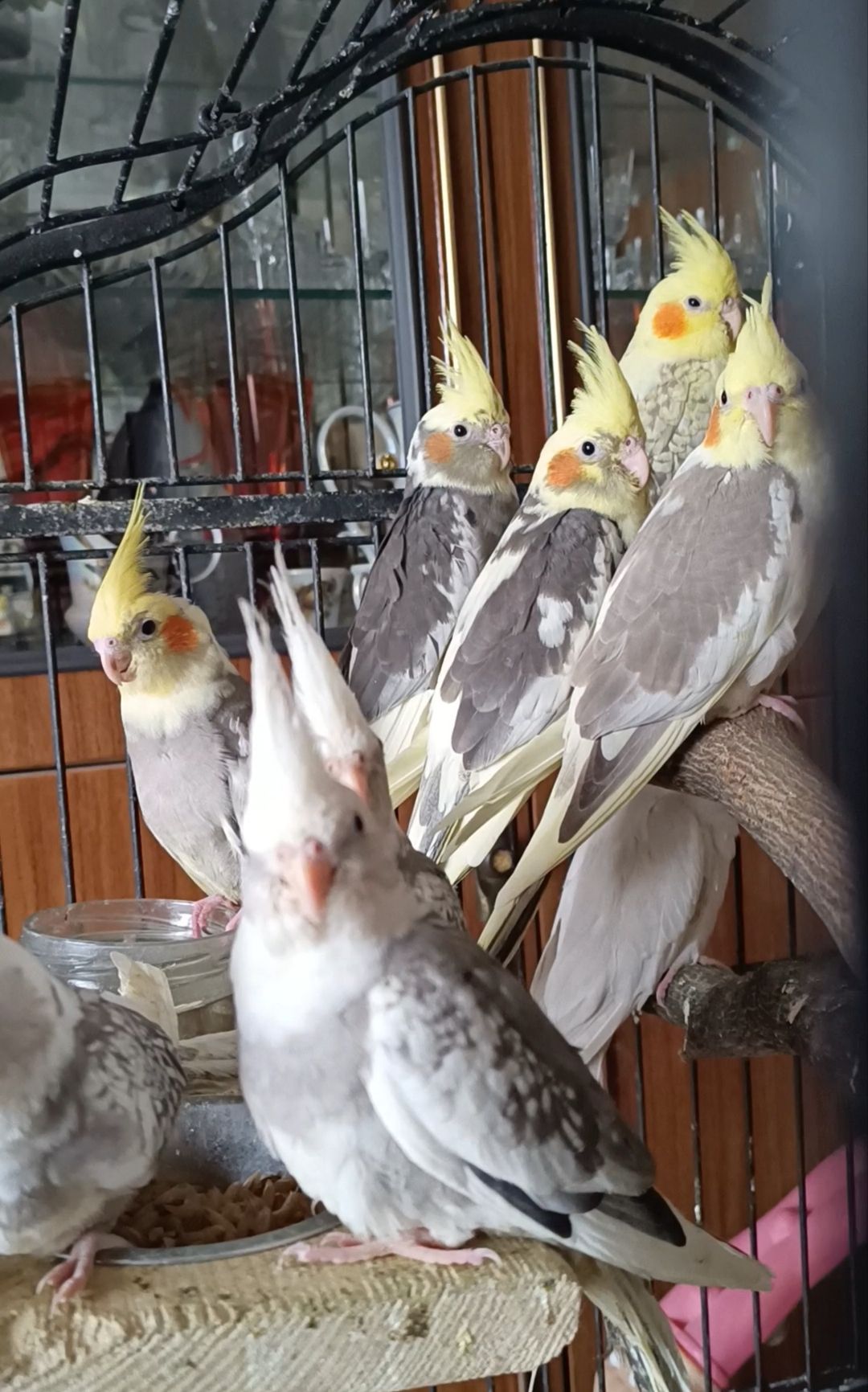 Малюки корелл 🦜