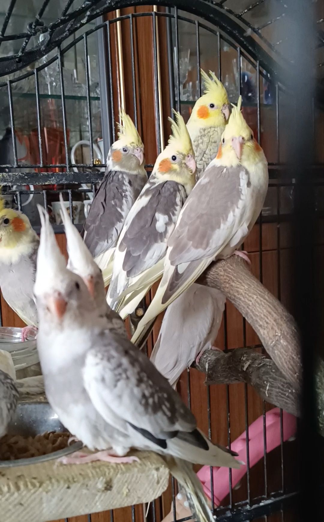 Малюки корелл 🦜