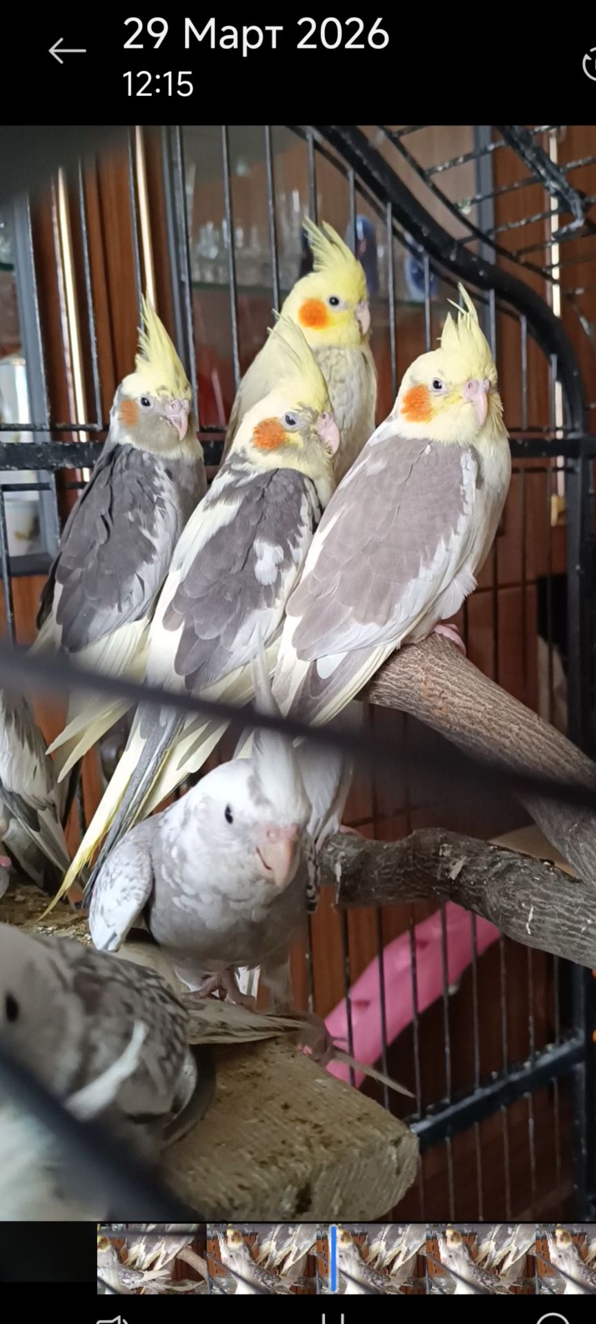 Малюки корелл 🦜