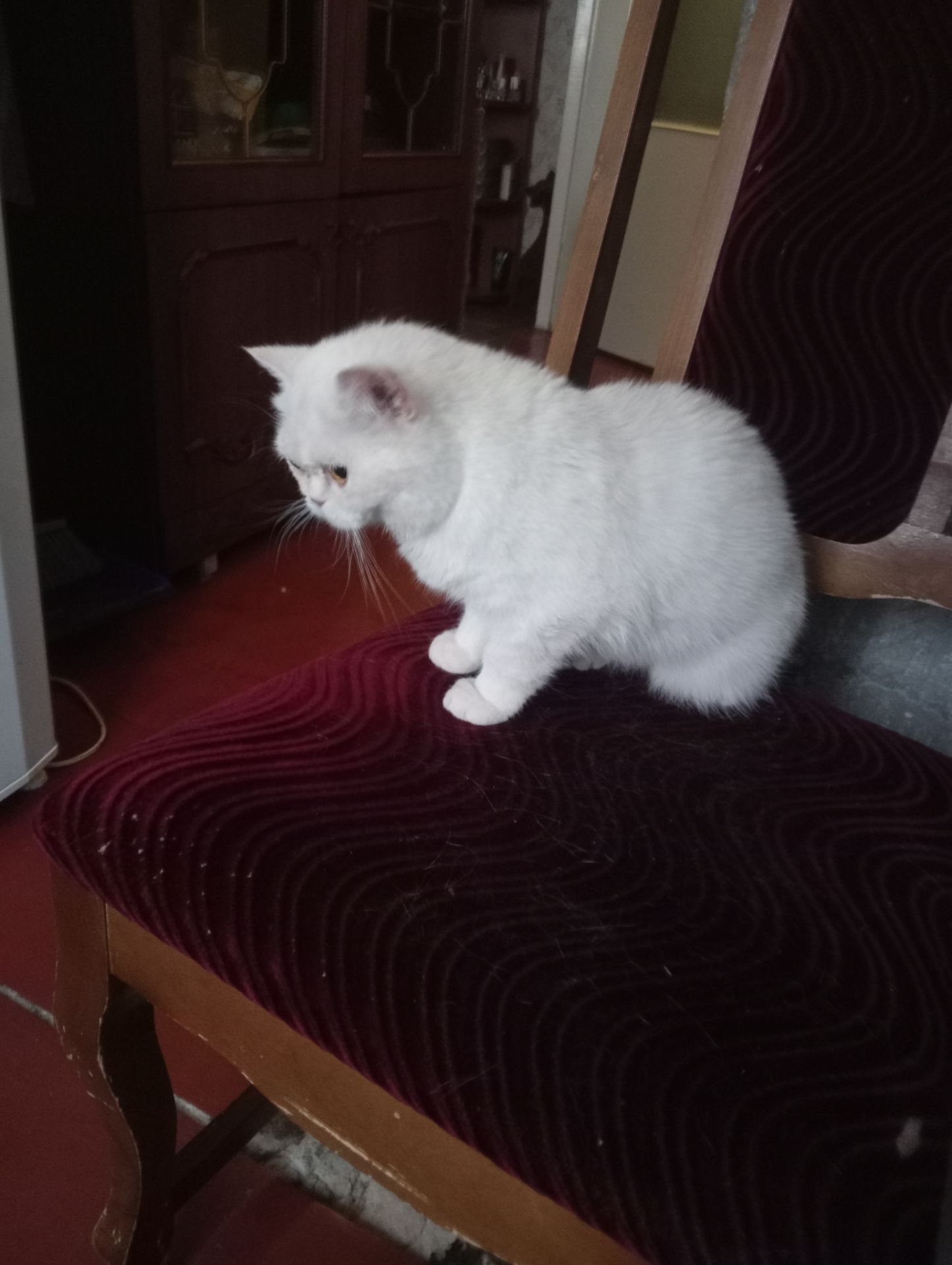 Чистокровный британский котенок