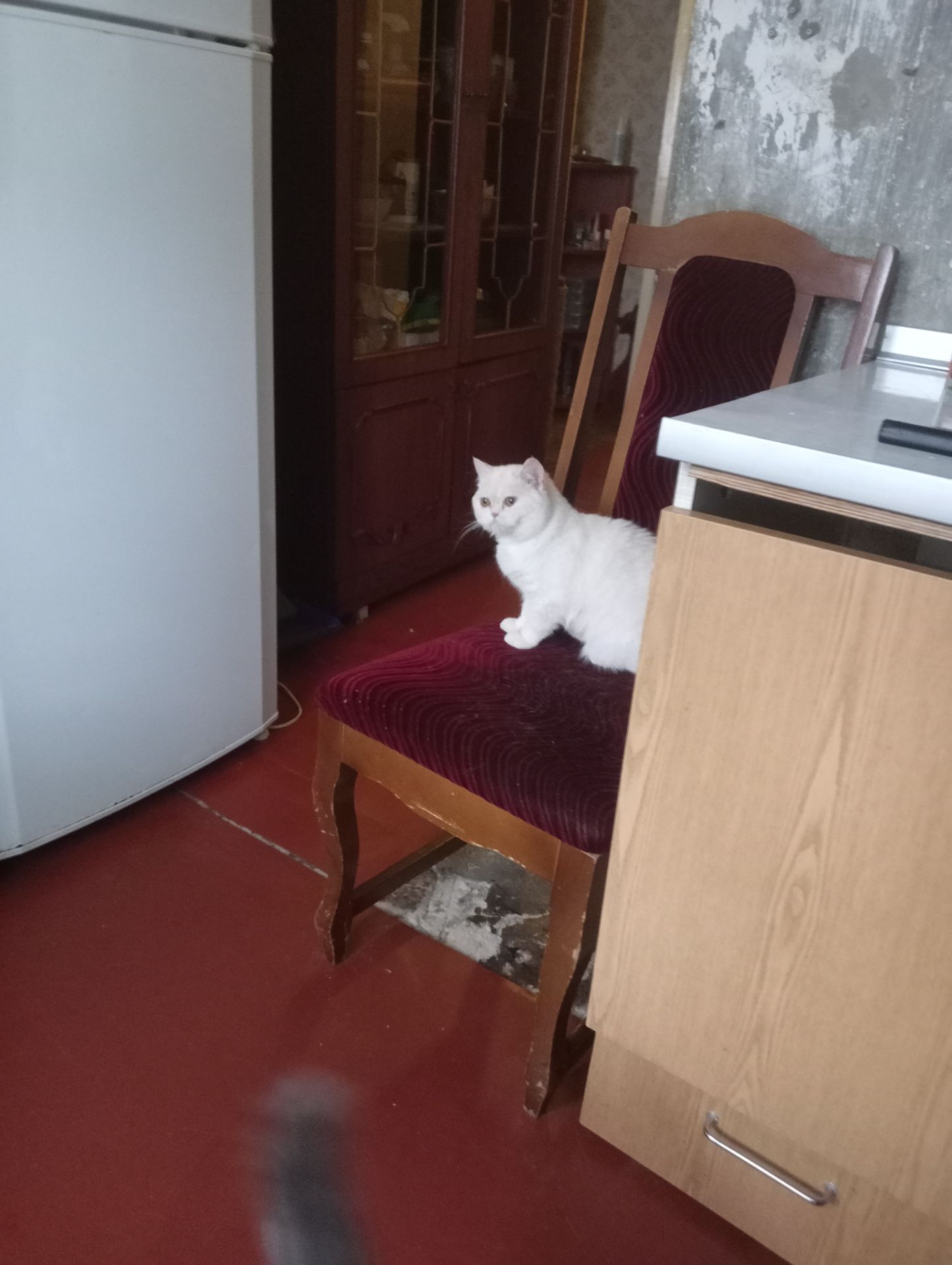 Чистокровный британский котенок