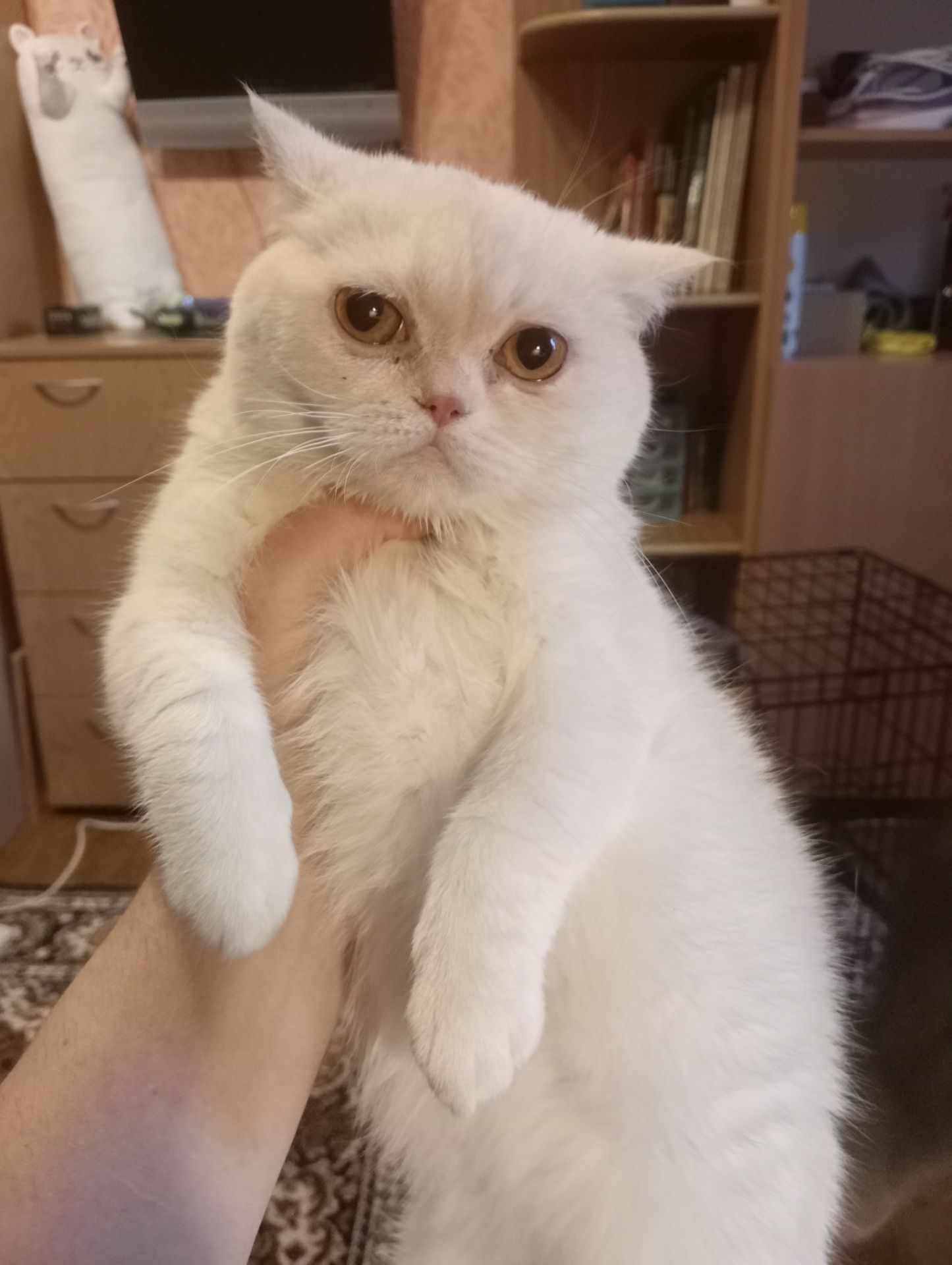 Чистокровный британский котенок