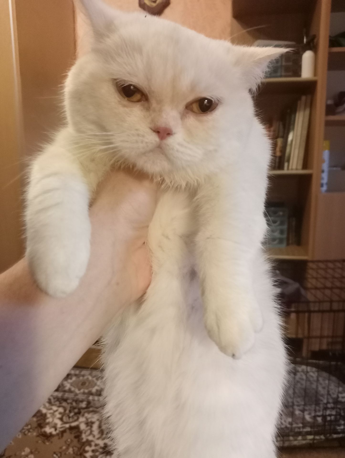 Чистокровный британский котенок