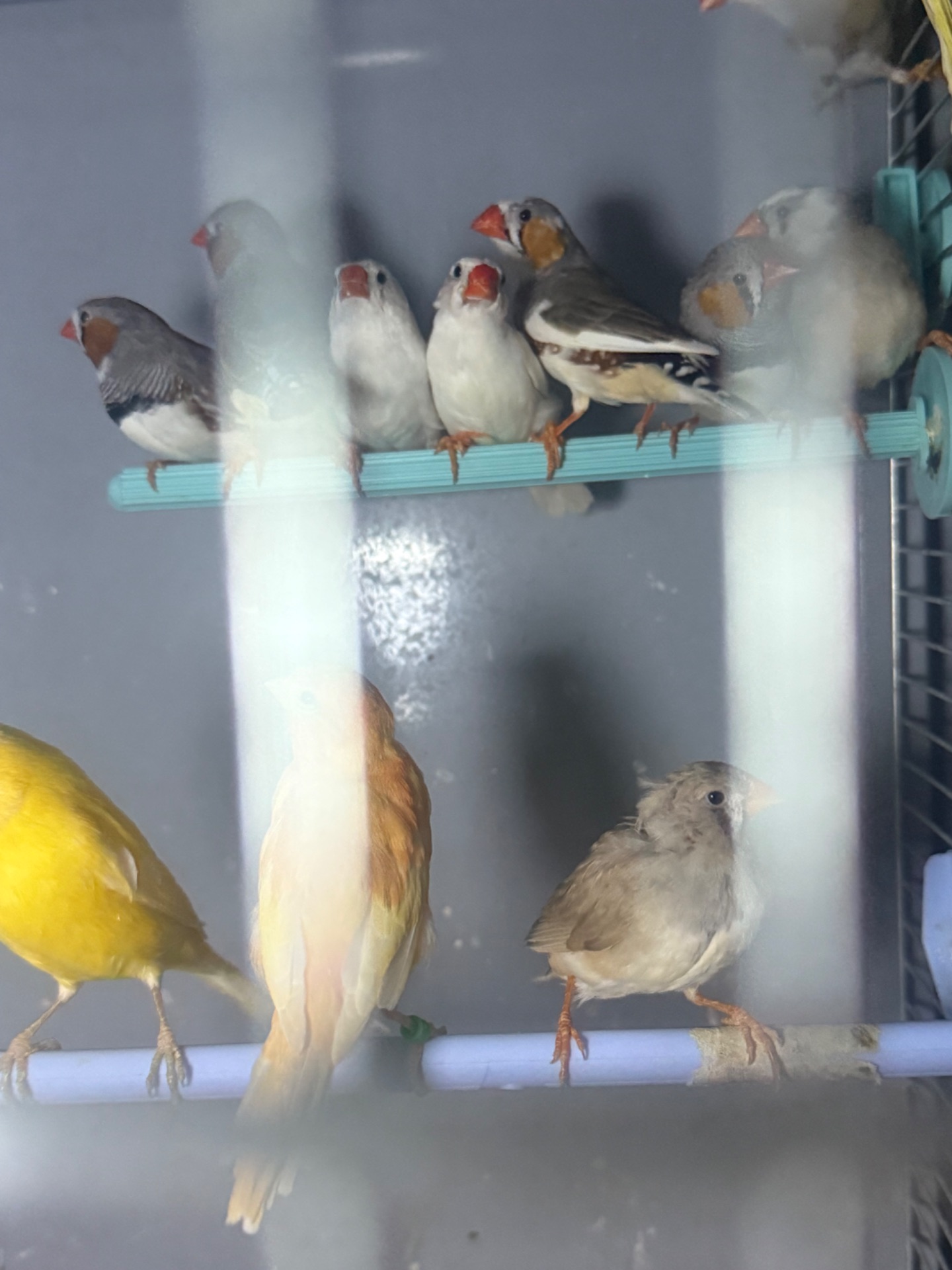 Зеброві амадіни