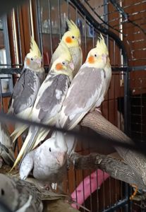 Малюки корелл 🦜