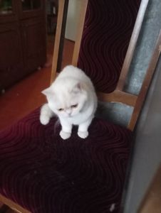 Чистокровный британский котенок