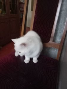 Чистокровный британский котенок