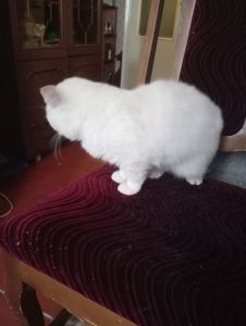 Чистокровный британский котенок