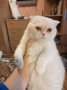 Чистокровный британский котенок