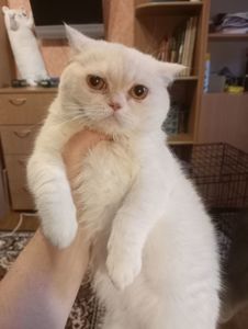 Чистокровный британский котенок