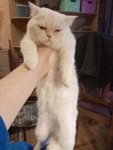 Чистокровный британский котенок