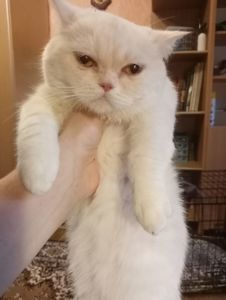 Чистокровный британский котенок