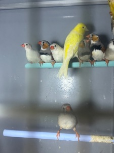 Зеброві амадіни