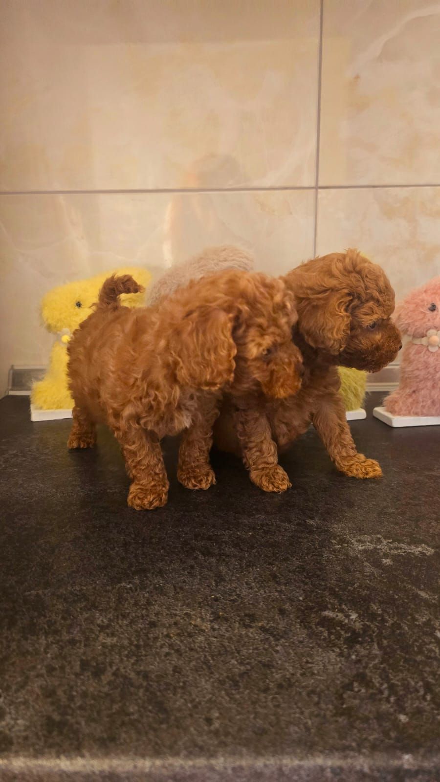 Цуценята той пуделя