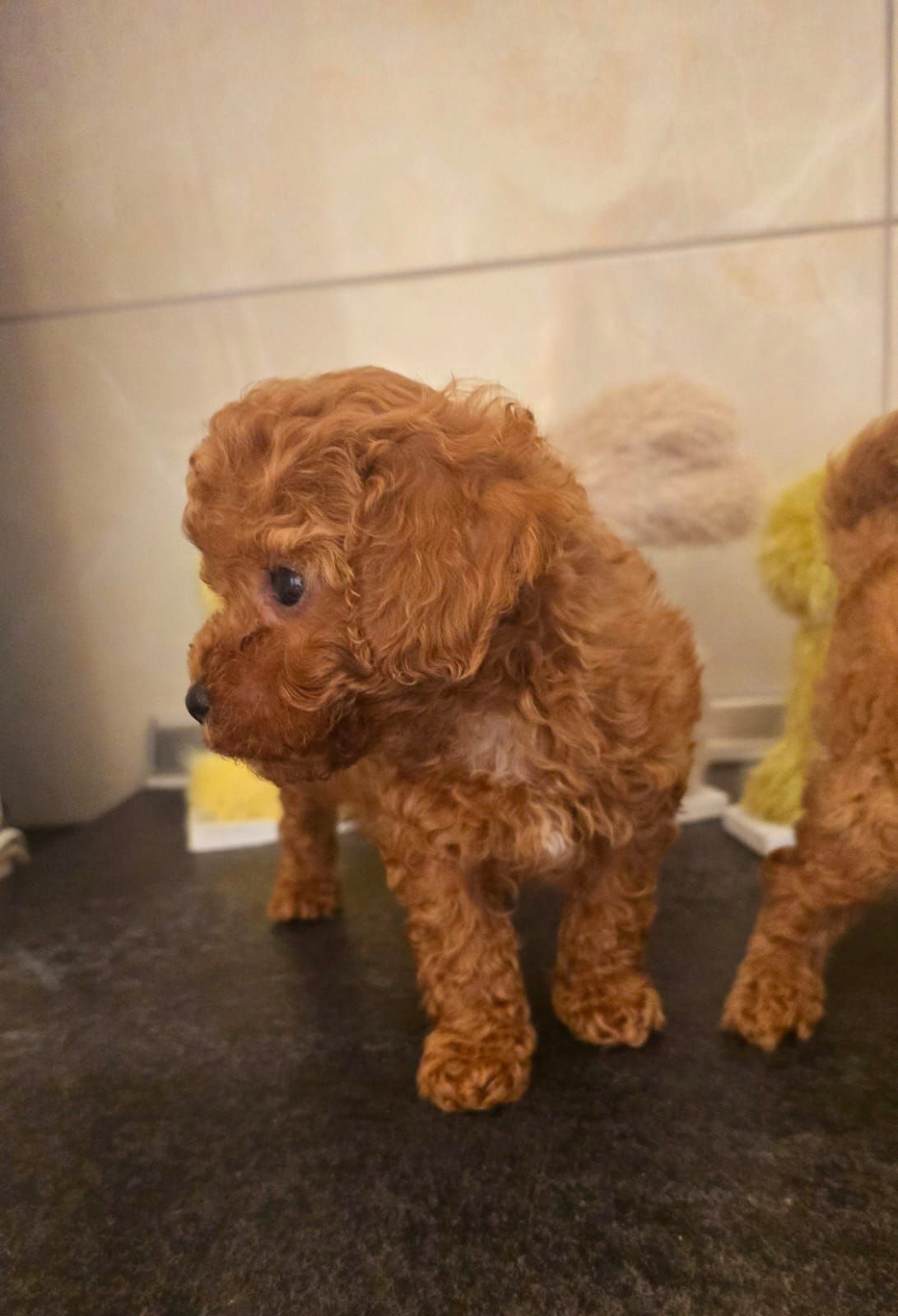 Цуценята той пуделя