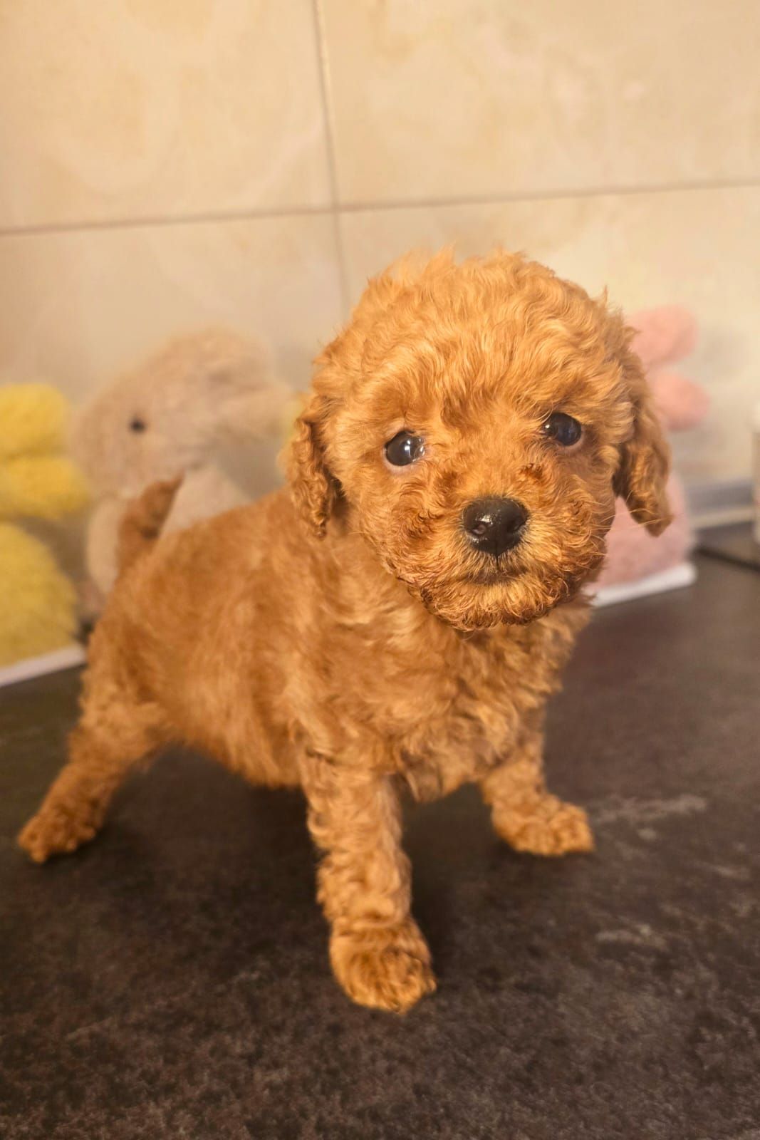 Цуценята той пуделя