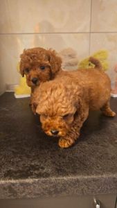 Цуценята той пуделя