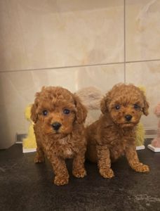 Цуценята той пуделя