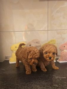 Цуценята той пуделя