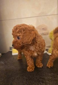 Цуценята той пуделя