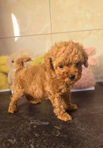 Цуценята той пуделя