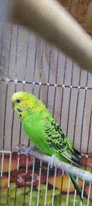 Малюки хвилястих папуг