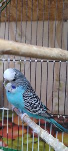 Малюки хвилястих папуг