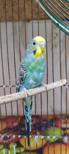 Малюки хвилястих папуг