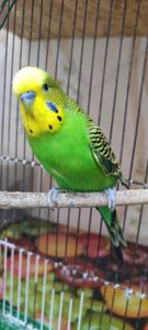 Малюки хвилястих папуг