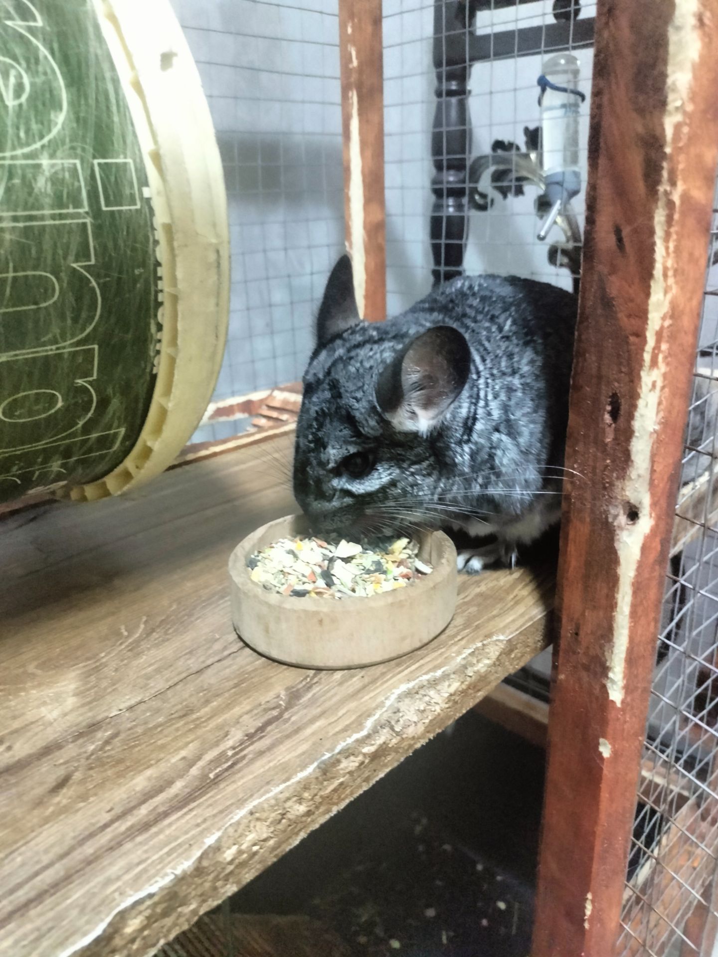 Продається шиншила