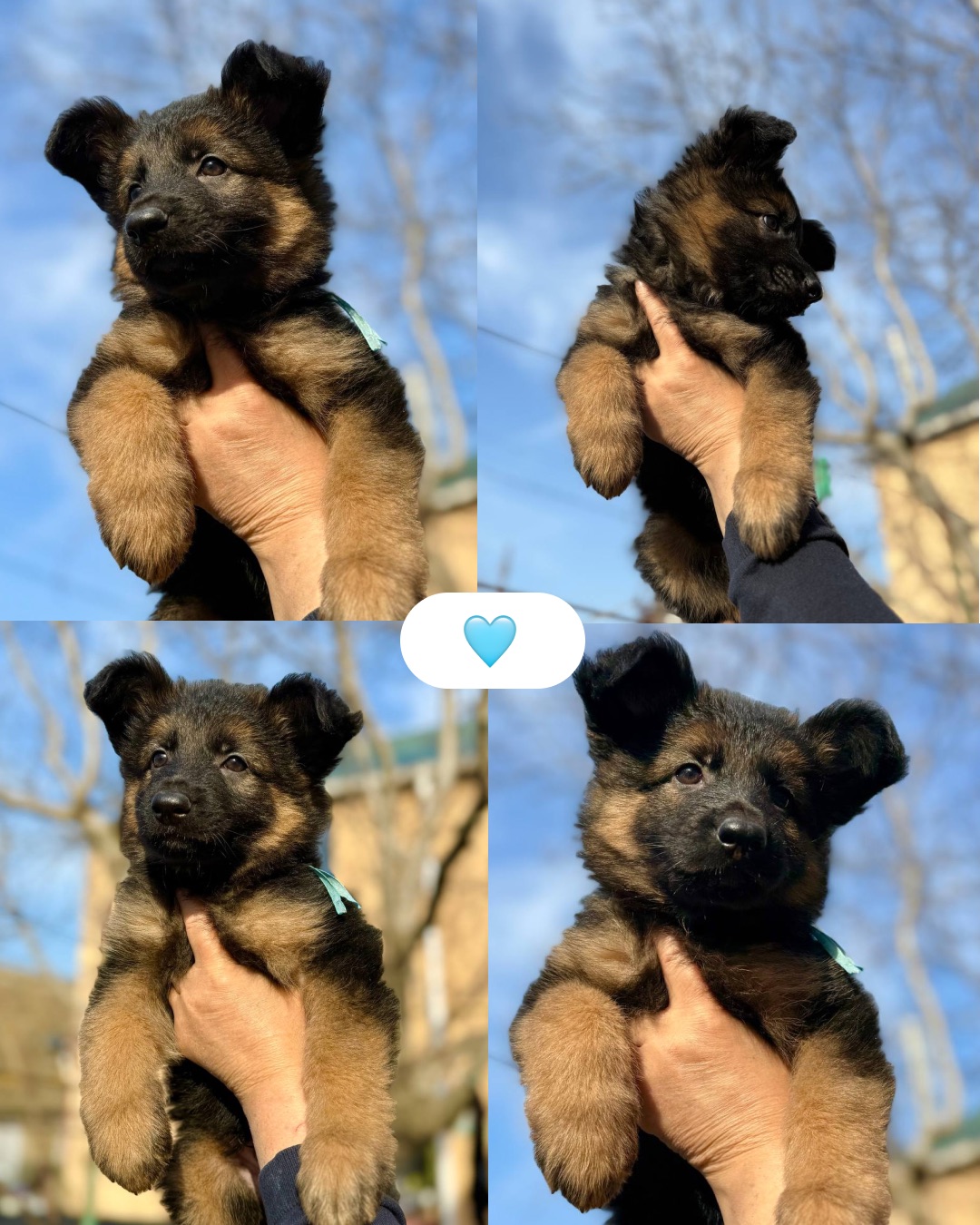 Цуценята німецької вівчарки