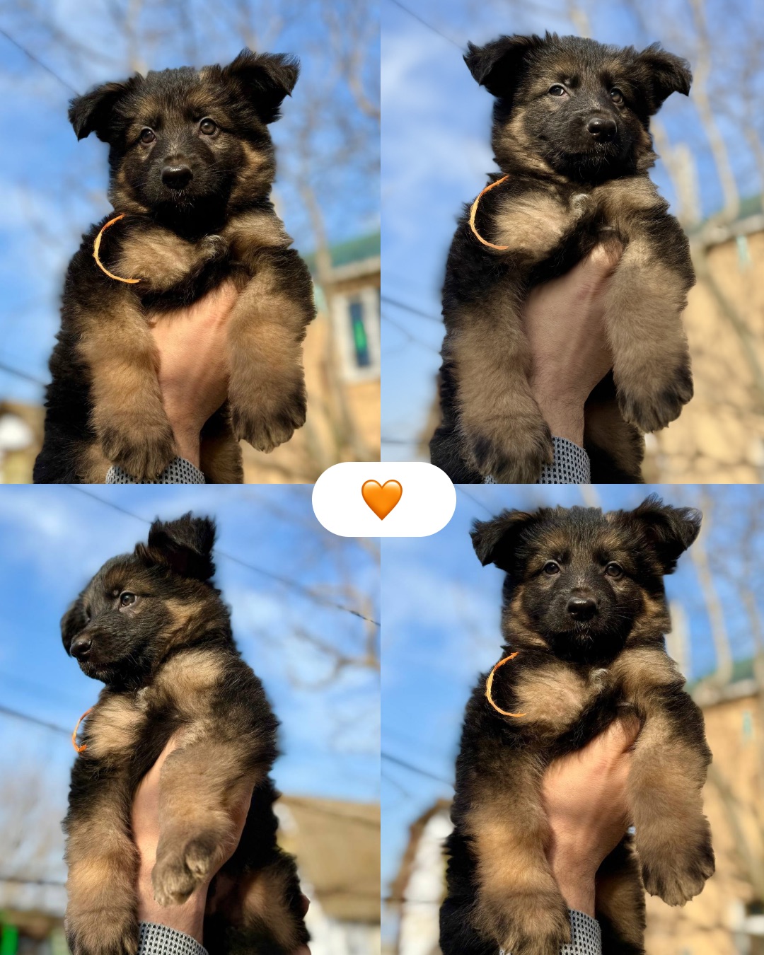 Цуценята німецької вівчарки